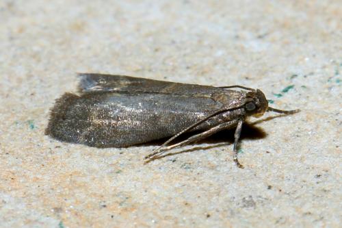 Réf. 268 020 : Eccopisa effractella